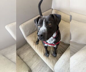 Mutt Dogs for adoption in Elmsford, NY, USA