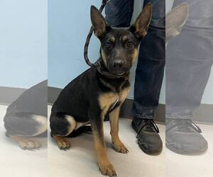German Shepherd Dog Dogs for adoption in Pryor, OK, USA
