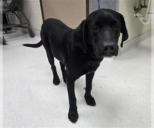 Labrador Retriever-Unknown Mix Dogs for adoption in Conroe, TX, USA