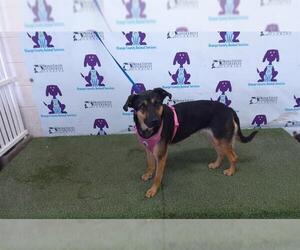 German Shepherd Dog-Unknown Mix Dogs for adoption in Orlando, FL, USA