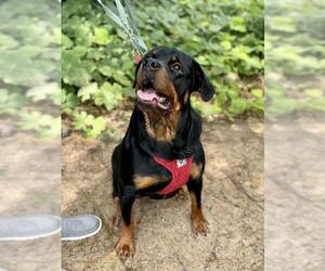 Rottweiler Dogs for adoption in Fayetteville, GA, USA