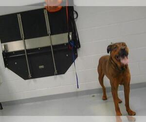 Rottweiler-Unknown Mix Dogs for adoption in St. Cloud, FL, USA