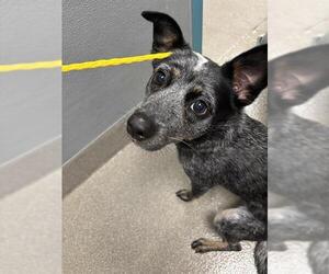 Australian Cattle Dog-Unknown Mix Dogs for adoption in Las Vegas, NV, USA
