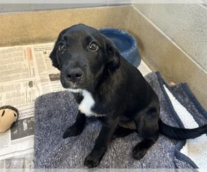 Labrador Retriever-Unknown Mix Dogs for adoption in Raleigh, NC, USA