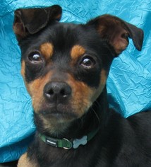 Small Miniature Pinscher Mix