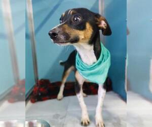 Mutt Dogs for adoption in San Antonio, TX, USA