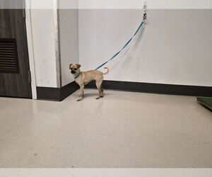 Chug Dogs for adoption in Corona, CA, USA