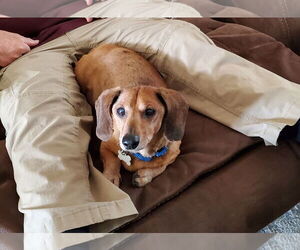 Dachshund Dogs for adoption in Boise, ID, USA