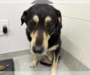 Siberian Husky-Unknown Mix Dogs for adoption in Fort Collins, CO, USA