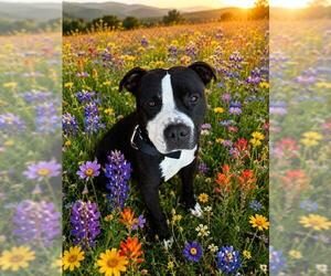 Mutt Dogs for adoption in Globe, AZ, USA