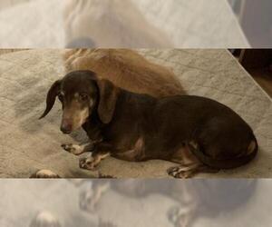 Dachshund Dogs for adoption in O Fallon, MO, USA