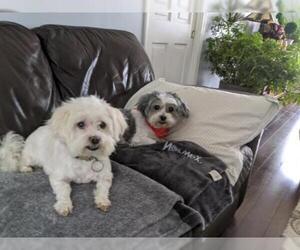 Mal-Shi Dogs for adoption in Tonawanda, NY, USA