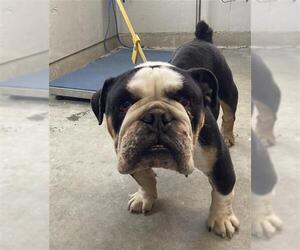 Bulldog Dogs for adoption in Camarillo, CA, USA