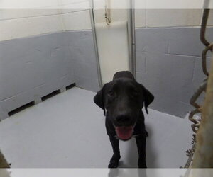Labrador Retriever Dogs for adoption in Augusta, GA, USA