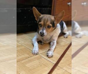 Rat Terrier Dogs for adoption in Uwchlan, PA, USA