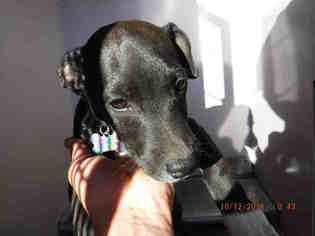 Medium Photo #1 Dachshund-Treeing Walker Coonhound Mix Puppy For Sale in Oroville, CA, USA