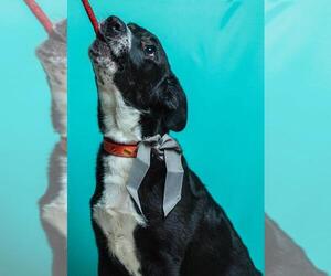 American Pit Bull Terrier-Labrador Retriever Mix Dogs for adoption in Calgary, Alberta, Canada