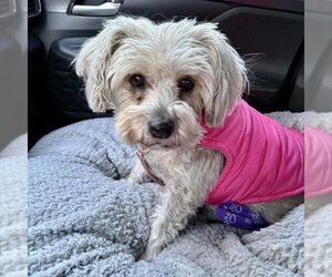 Mutt Dogs for adoption in Spring Lake, NC, USA