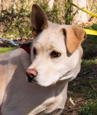 Alaskan Husky-Labrador Retriever Mix Dogs for adoption in Grafton, WI, USA