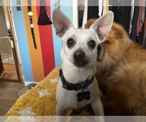 Chihuahua-Unknown Mix Dogs for adoption in Fort Collins, CO, USA