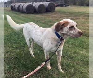 English Setter-Unknown Mix Dogs for adoption in Ramsey, NJ, USA