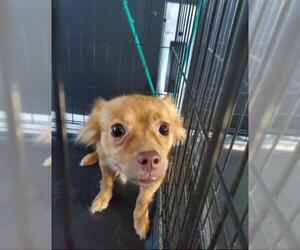 Pomeranian Dogs for adoption in Rosenberg, TX, USA