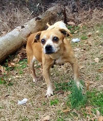 Chiweenie Dogs for adoption in Social Circle, GA, USA