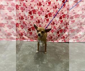 Chihuahua Dogs for adoption in Rosenberg, TX, USA