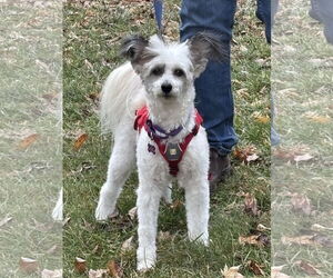 Mutt Dogs for adoption in Erie, MI, USA