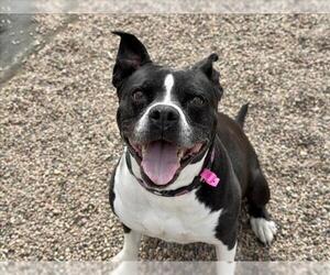 American Pit Bull Terrier-Unknown Mix Dogs for adoption in Fort Collins, CO, USA