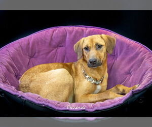 Mutt Dogs for adoption in Hot Springs Village, AR, USA