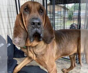 Bloodhound Dogs for adoption in Freeport, FL, USA