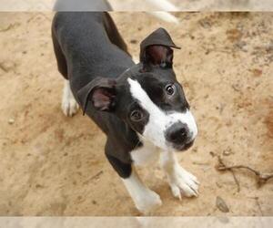 American Staffordshire Terrier-Unknown Mix Dogs for adoption in Tallahassee, FL, USA