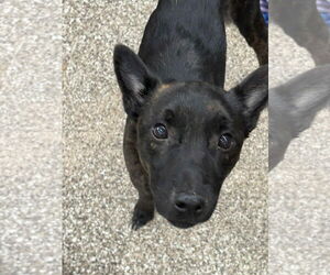 - Mix Dogs for adoption in Martinsburg, WV, USA