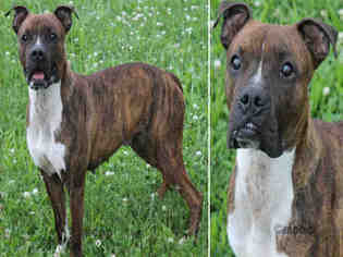 Boxer Dogs for adoption in Decatur, IL, USA