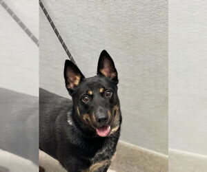 German Shepherd Dog-Unknown Mix Dogs for adoption in Las Vegas, NV, USA