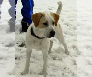 Labbe Dogs for adoption in Standish, MI, USA