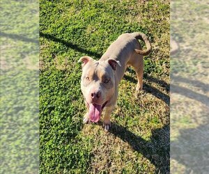 American Pit Bull Terrier Dogs for adoption in Grovetown, GA, USA