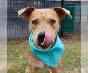 American Staffordshire Terrier-Unknown Mix Dogs for adoption in San Antonio, TX, USA