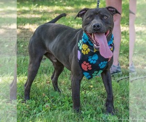 American Pit Bull Terrier-Unknown Mix Dogs for adoption in Millington, TN, USA