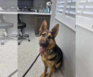 German Shepherd Dog Dogs for adoption in Tampa, FL, USA