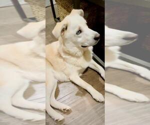 Pyrenees Husky Dogs for adoption in Denton, TX, USA