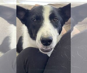 Border Collie-Unknown Mix Dogs for adoption in Sandy, UT, USA