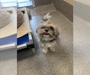 Shih Tzu Dogs for adoption in Waterford, VA, USA