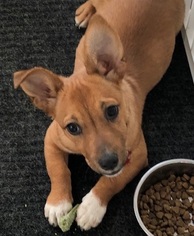 Chi-Corgi Dogs for adoption in Potomac, MD, USA