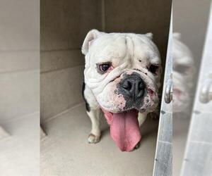 Bulldog Dogs for adoption in Chula Vista, CA, USA