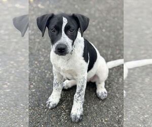 Pointer-Unknown Mix Dogs for adoption in Rockaway, NJ, USA