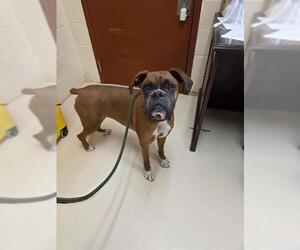 Boxer Dogs for adoption in Center Township, PA, USA