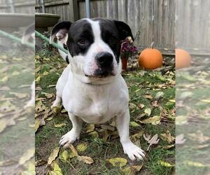 Basset Hound Dogs for adoption in Calverton, NY, USA