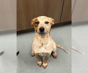 Mutt Dogs for adoption in Baytown, TX, USA